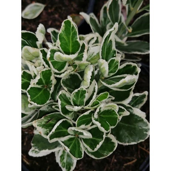 Euonymus japonicus Kathy (Fehértarka levelű japán kecskerágó)