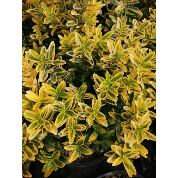 törpe örökzöld cserje kislevelű kecskerágó Eounymus microphyllus Aureovariegatus gabiplantshop  webáruház