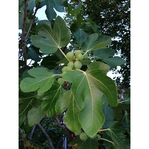 füge gyümölcs Ficus carica gabiplantshop dísznövény webáruház