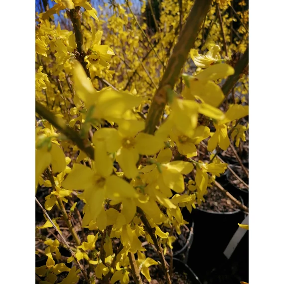Forsythia x intermedia Flojor (Minigold) (Törpe aranyvessző)