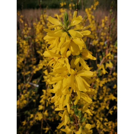 Forsythia x intermedia Goldzauber (Aranyvessző)