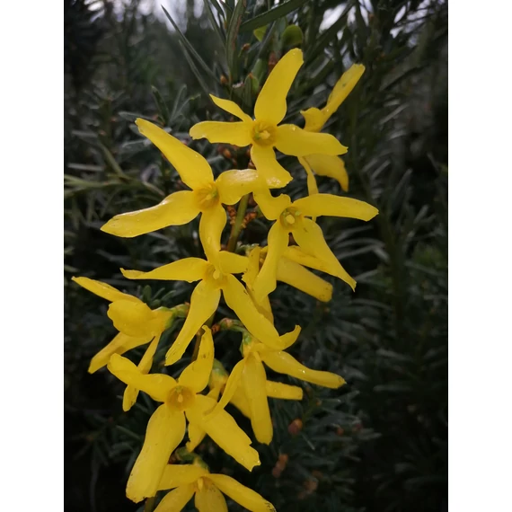 Forsythia x intermedia Lynwood (Karcsú aranyvessző)