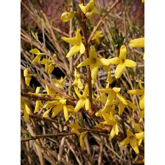Forsythia x intermedia Maluch (Terebélyes aranyvessző)