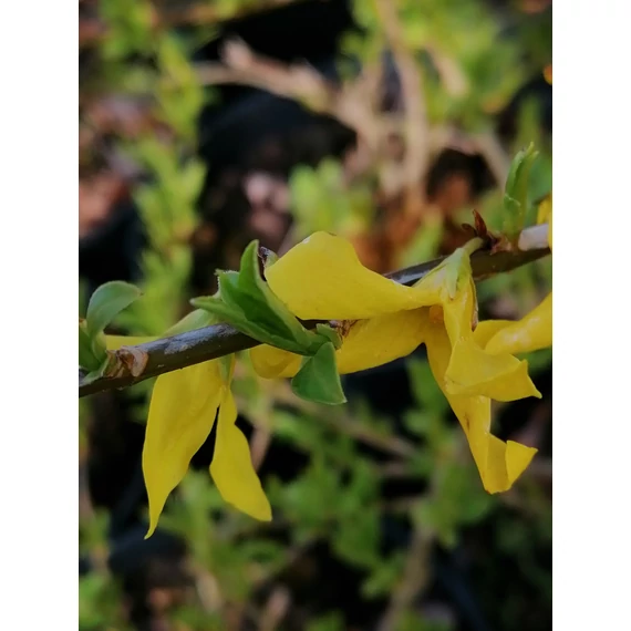 Forsythia x intermedia Maree d'Or (Törpe aranyvessző)