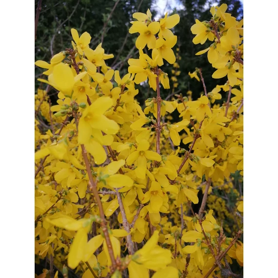 Forsythia x intermedia Mikador (Törpe aranyvessző)