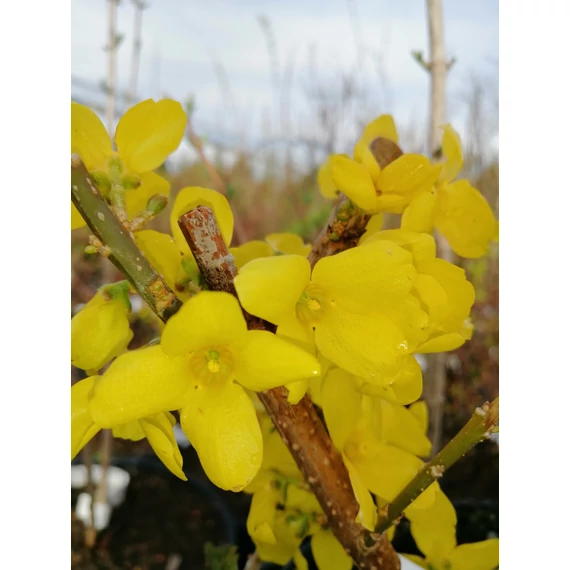 Forsythia x intermedia Mindor (Sűrű virágú törpe aranyvessző)