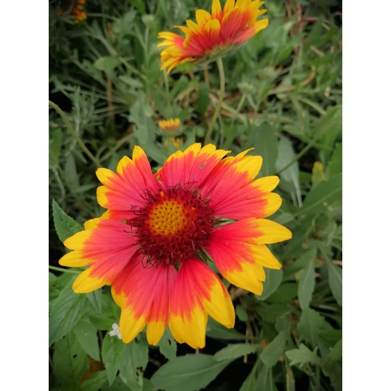 alacsony piros virágú évelő kokárdavirág Gaillardia aristata gabiplantshop dísznövény webáruház