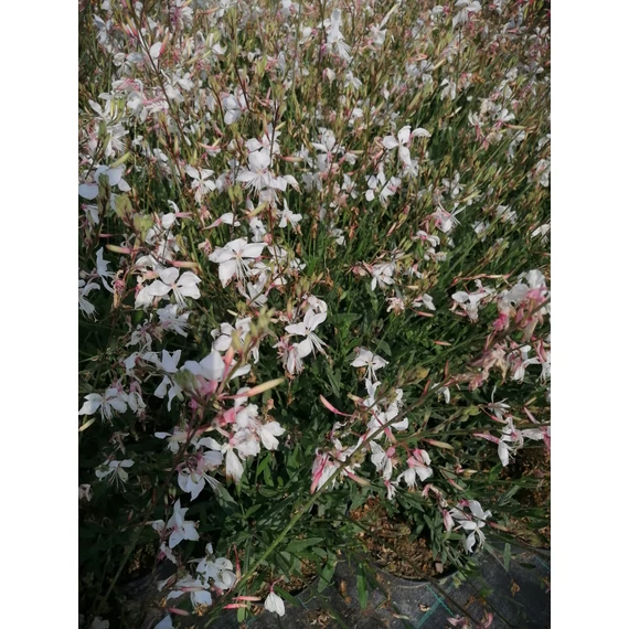fehér virágú díszgyertya évelő Gaura lindheimeri White Dove  gabiplantshop dísznövény webáruház