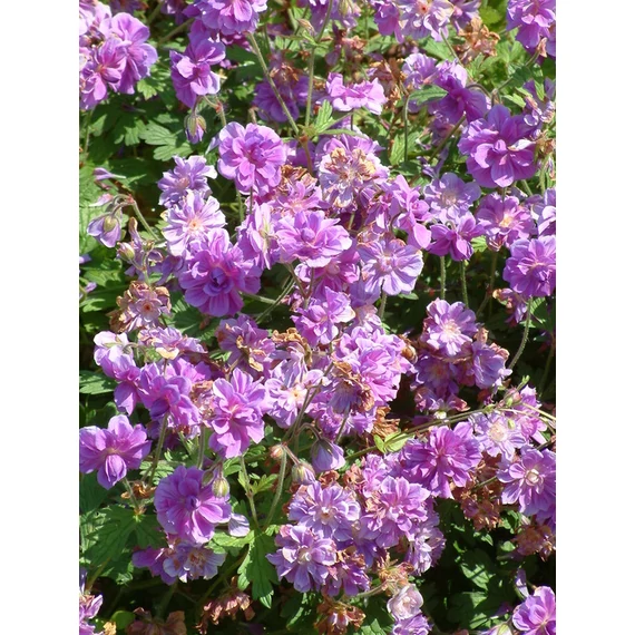 Geranium himalayense Plenum (Teltvirágú gólyaorr)