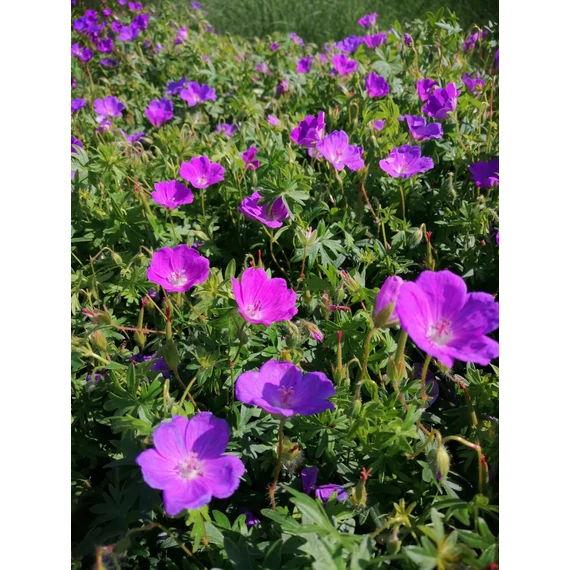 kárminpiros talajtakaró gólyaorr évelő Geranium sanguineum gabiplantshop dísznövény webáruház