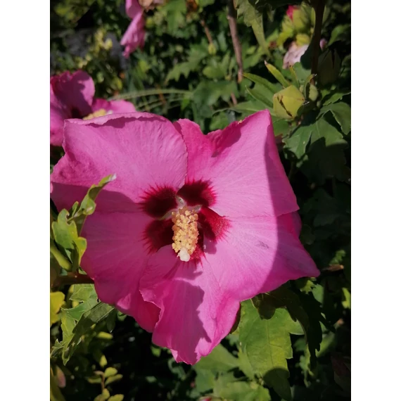 Hibiscus syriacus Aphrodite (Szíriai mályvacserje)