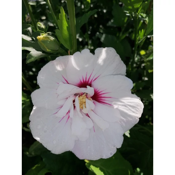 Hibiscus syriacus China Chiffon (Szíriai mályvacserje)