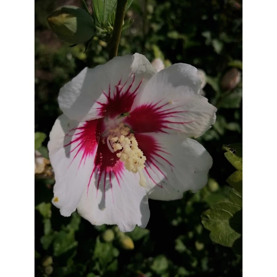 Hibiscus syriacus Dorothy Crane (Szíriai mályvacserje) 