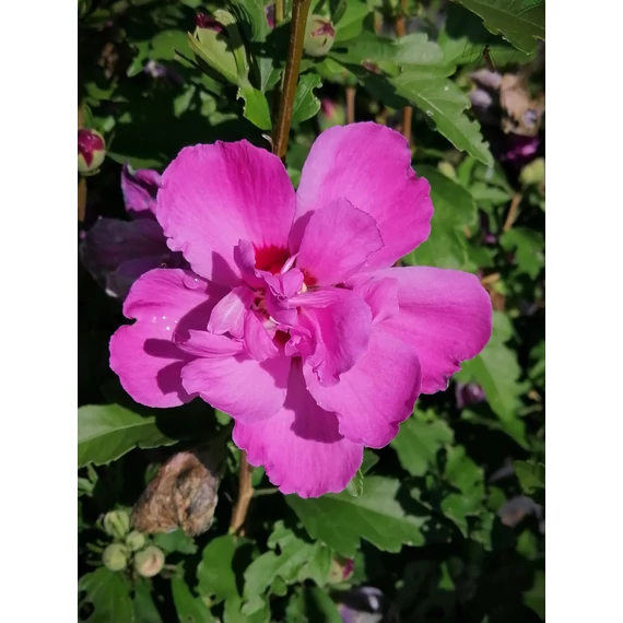 Hibiscus syriacus Duc de Brabant (Szíriai mályvacserje)