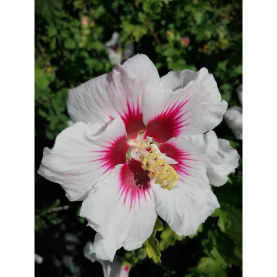 Hibiscus syriacus Helene (Szíriai mályvacserje)