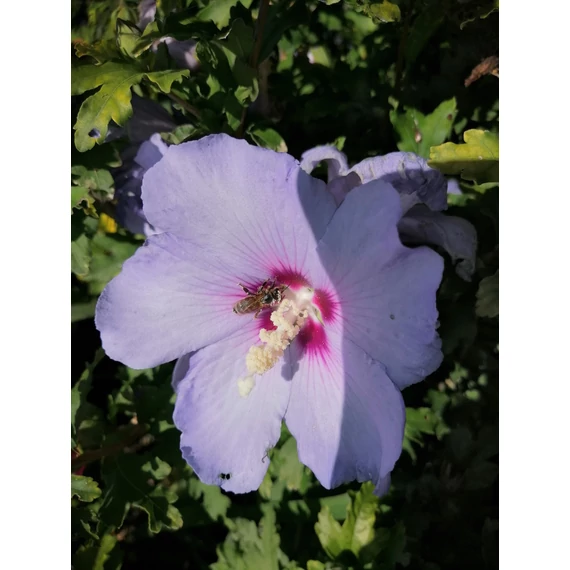 Hibiscus syriacus Marina (Szíriai mályvacserje)