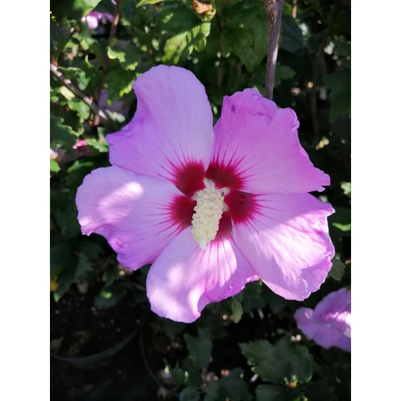 Hibiscus syriacus Minerva (Szíriai mályvacserje)