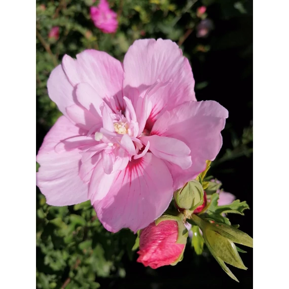 Hibiscus syriacus Pink Chiffon (Szíriai mályvacserje)