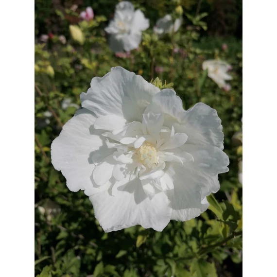 Hibiscus syriacus White Chiffon (Szíriai mályvacserje)