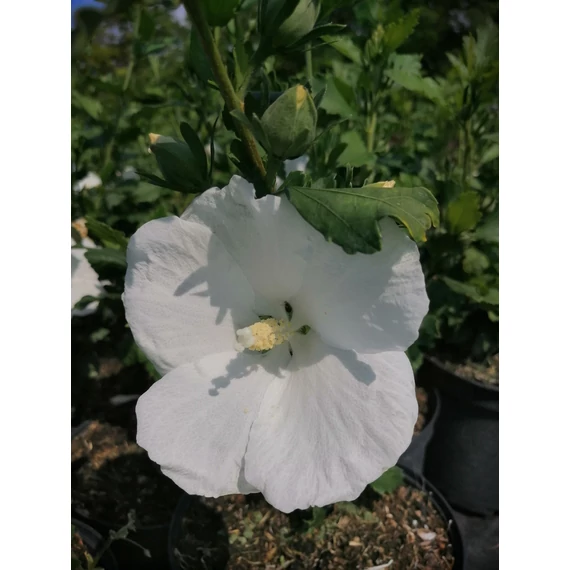 Hibiscus syriacus William R Schmidt (Szíriai mályvacserje)