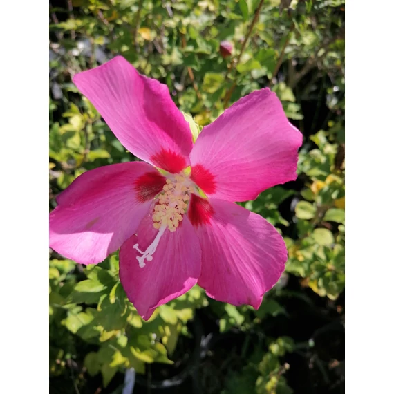 Hibiscus syriacus Woodbridge (Szíriai mályvacserje)