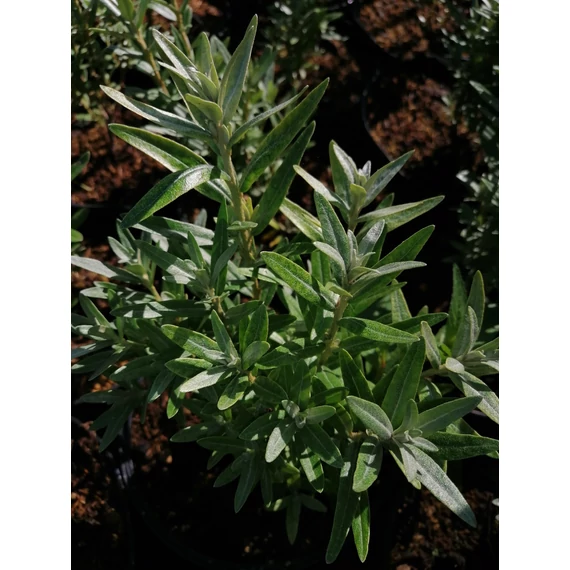 Hippophae rhamnoides Hikul (Törpe homoktövis, porzós)
