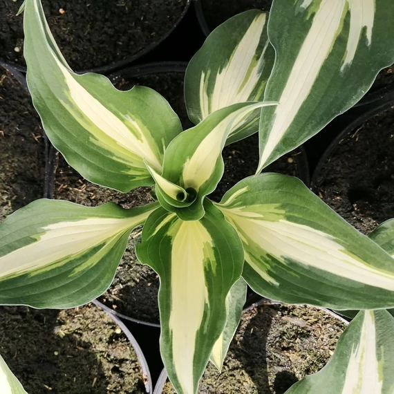 zöld-fehér-levél-árnyékliliom-Hosta-Night-Before-Christmas