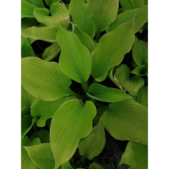 Hosta Age of Gold (Sárgászöld levelű árnyékliliom)