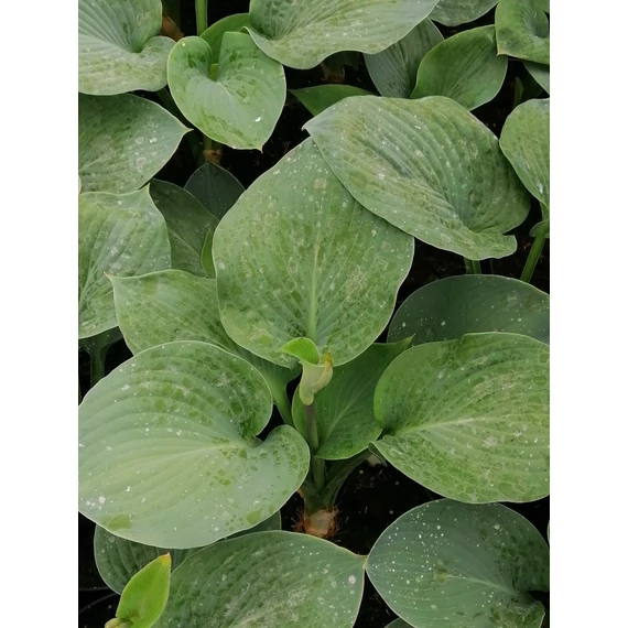 Hosta Elegans (Hamvas kékeszöld levelű árnyékliliom)