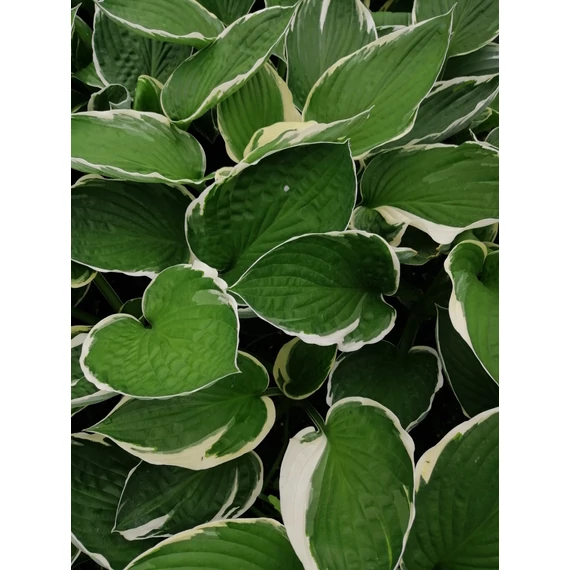Hosta France (Fehérszegélyű árnyékliliom)