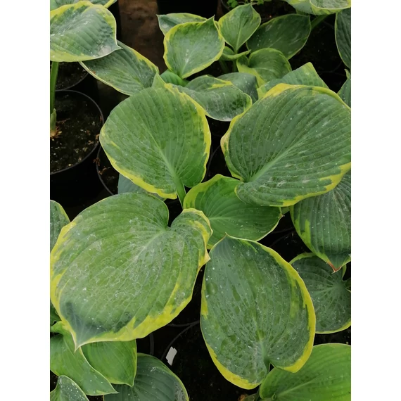 Hosta Francis Williams (Sárgaszegélyű hamvaskék levelű árnyékliliom)