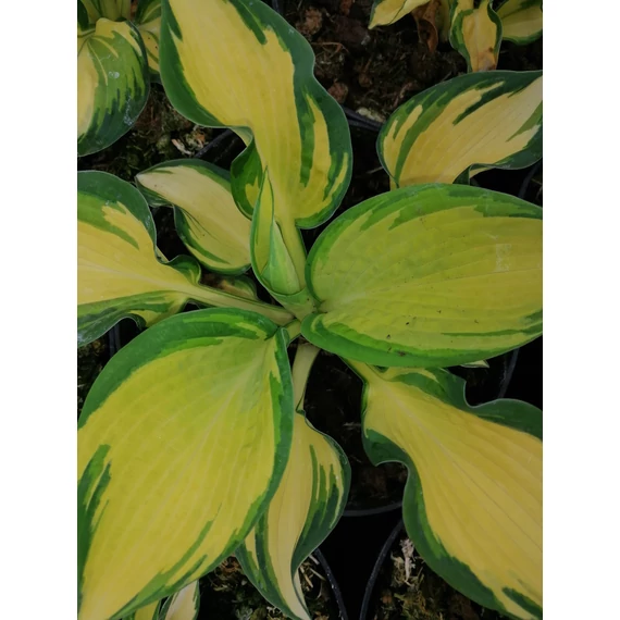 Hosta Great Expectation (Zöldszegélyű sárgalevelű árnyékliliom)