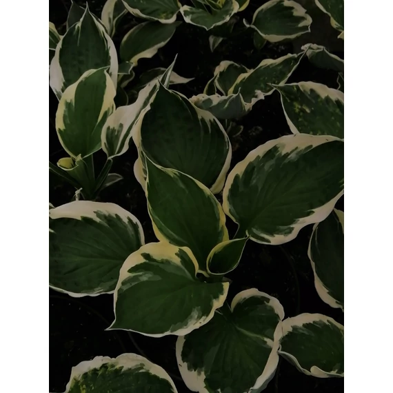 Hosta Minute Man (Fehérszegélyű árnyékliliom)