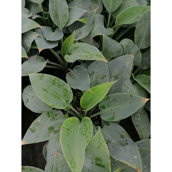 Hosta Halcyon (Kislevelű hamvaskék árnyékliliom)