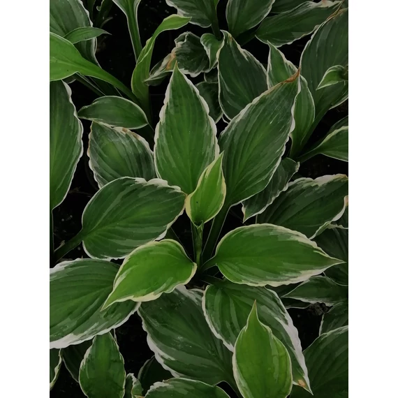 Hosta undulata Albomarginata (Hullámos fehérszegélyű árnyékliliom)