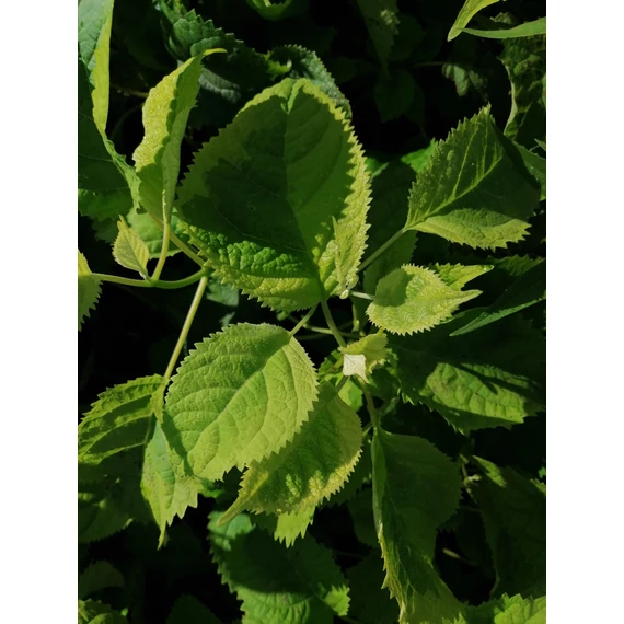 Hydrangea arborescens Golden Annabelle (Tarkalevelű cserjés hortenzia)