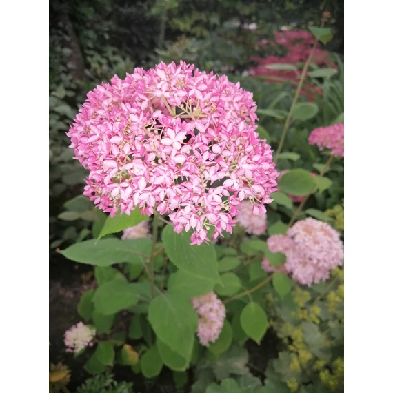 rózsaszínvirágú cserjés hortenzia Hydrangea arborescens Pink Annabelle