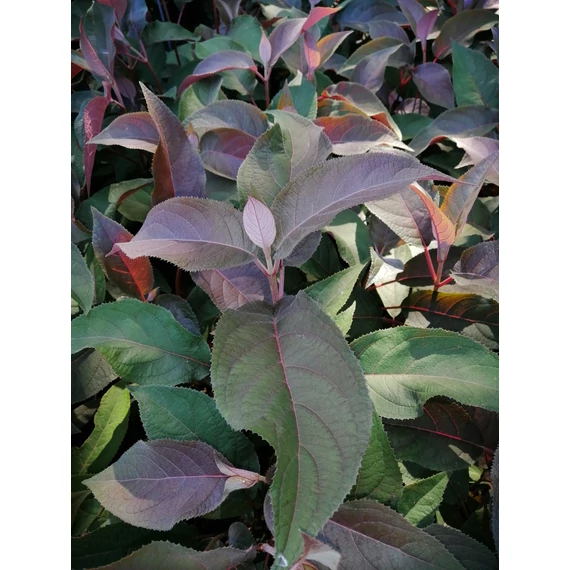 Hydrangea aspera Hot Chocolate (Bordó érdeslevelű hortenzia)