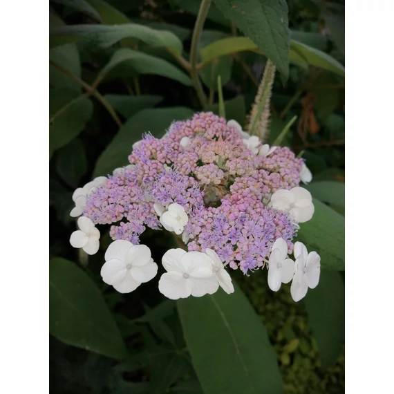 Hydrangea aspera Macrophylla (Érdeslevelű hortenzia)