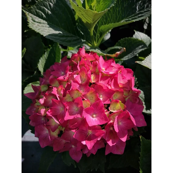 Hydrangea macrophylla Leuchtfeuer (Rózsaszín virágú hortenzia)