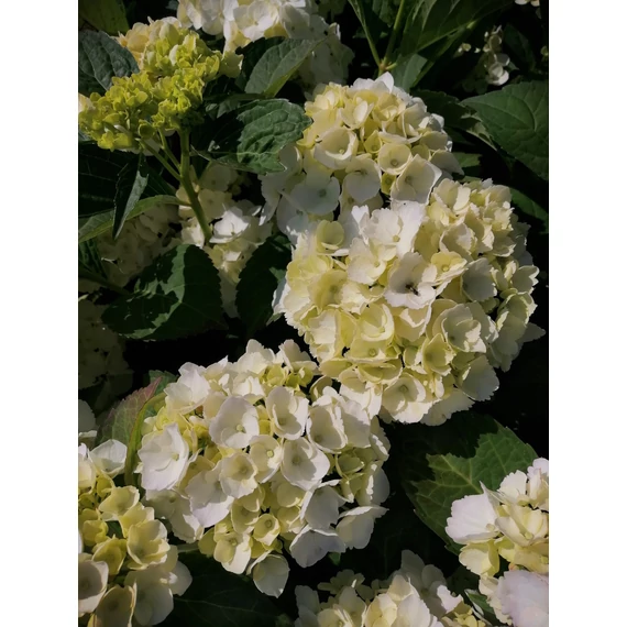 Hydrangea macrophylla  Soeur Therese (Fehér virágú hortenzia)