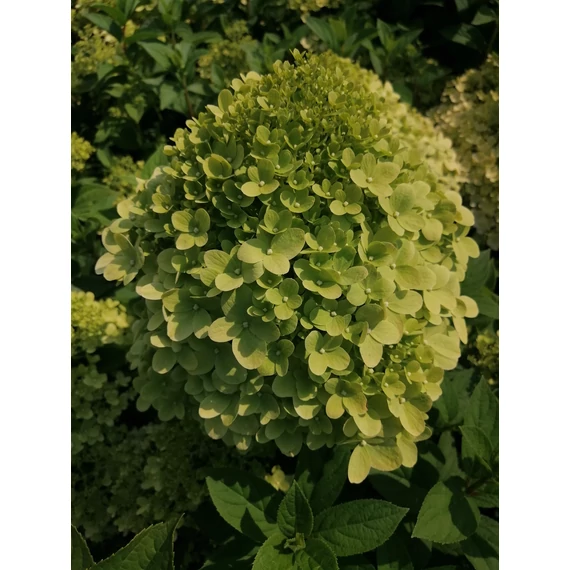 Hydrangea paniculata Bobo (Bugás hortenzia-alacsony)