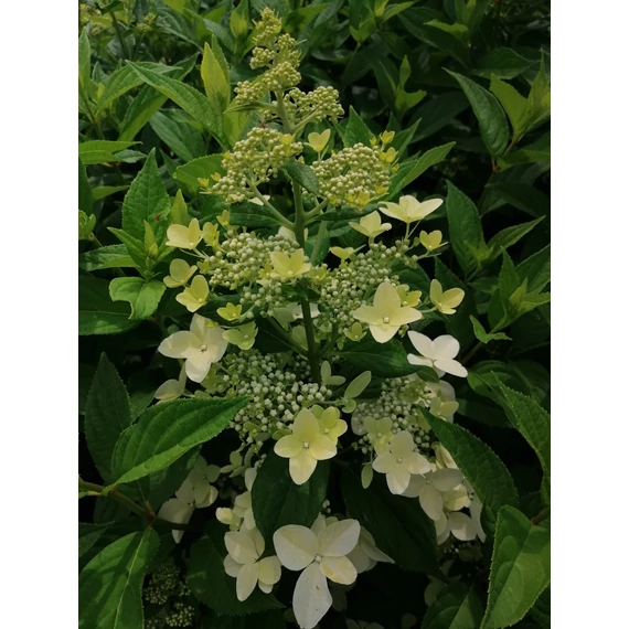 Hydrangea paniculata Confetti (Bugás hortenzia-alacsony)