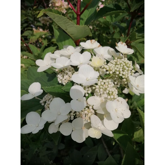 Hydrangea paniculata Kyushu (Bugás hortenzia)