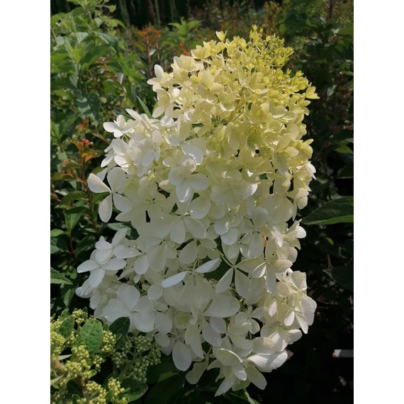 Hydrangea paniculata Phantom (Bugás hortenzia)