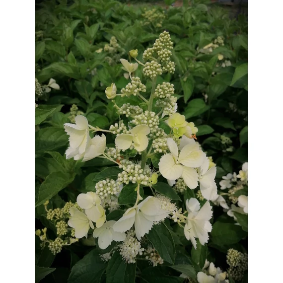 Hydrangea paniculata Pink Queen (Bugás hortenzia)