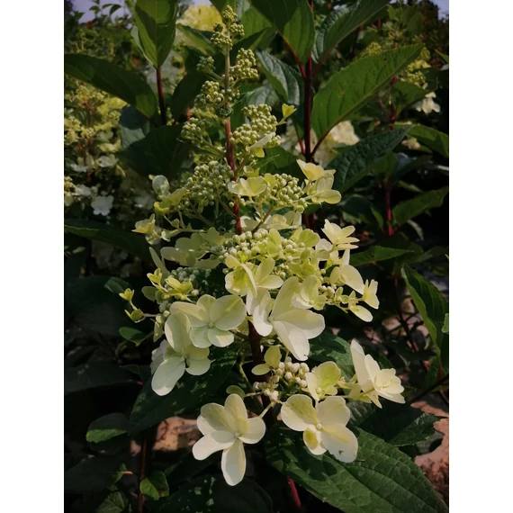 Hydrangea paniculata Pinky Winky (Bugás hortenzia)
