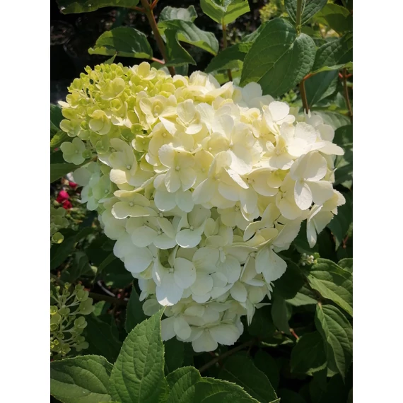 Hydrangea paniculata Polar Bear (Óriásvirágú bugás hortenzia)