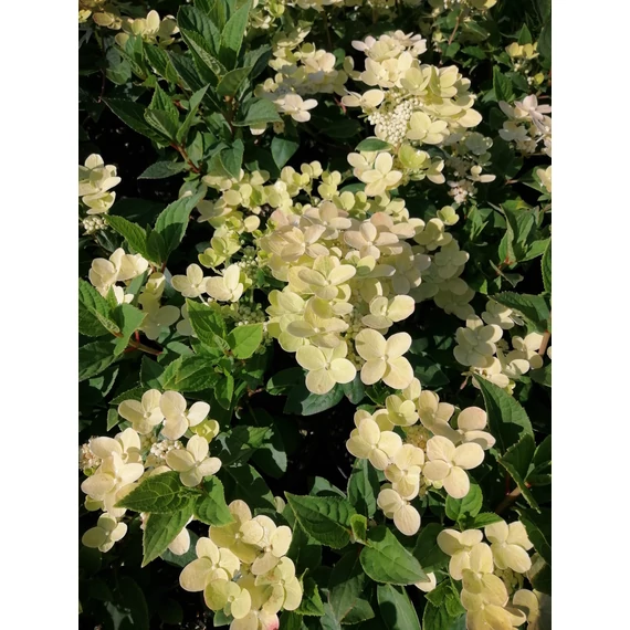 Hydrangea paniculata Polestar (Bugás hortenzia-alacsony)
