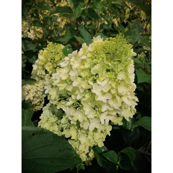 Hydrangea paniculata Silver Dollar (Bugás hortenzia)